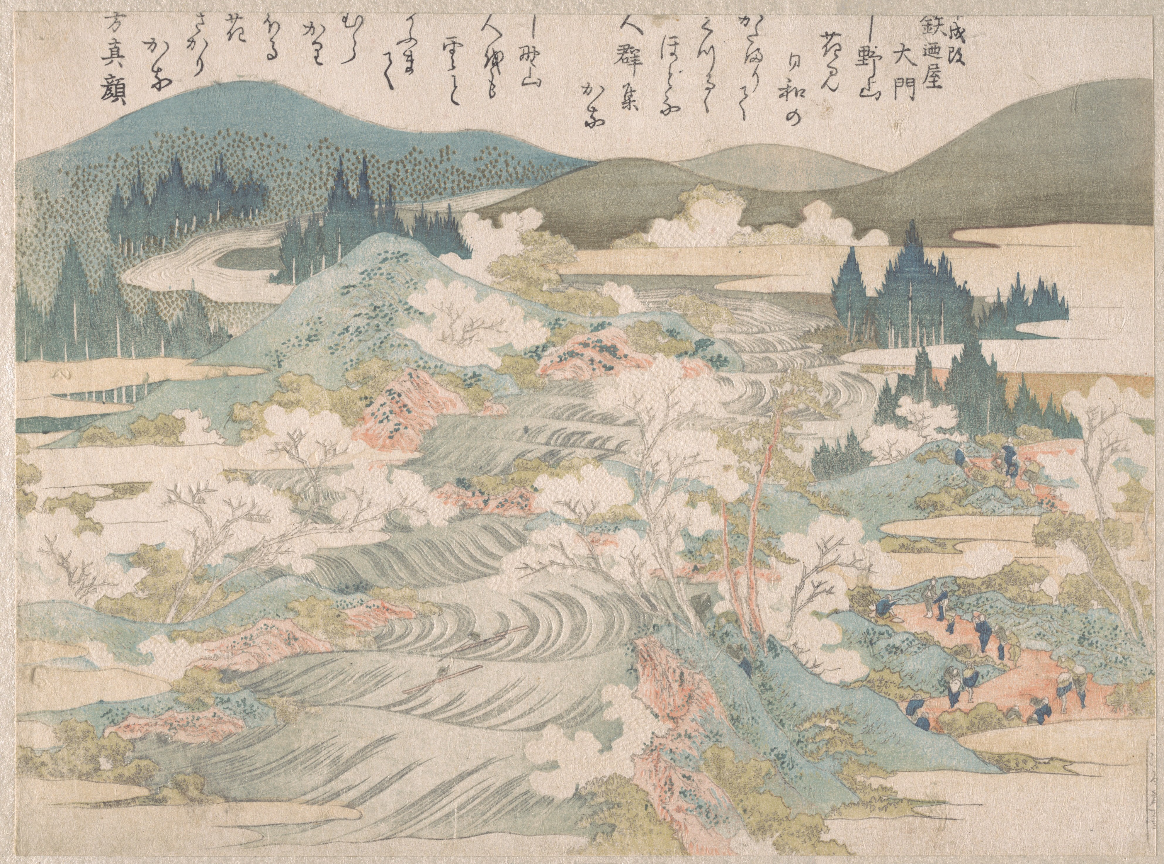 Yoshino cherry trees
